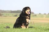 DOGUE DU TIBET 653